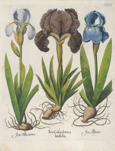 BESLER, BASILIUS Iris Calcedonica - Caryophyllus indicus - Narcissus maior