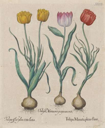 BESLER, BASILIUS Tulipa Miniata plena flor - Fritillaria pyrenaea obsoleto luteo colore