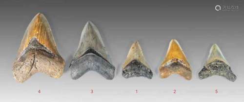 Dent de Mégalodon Carcharodon de couleur gris perl...