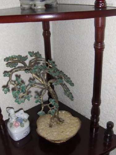 Chinese jade tree