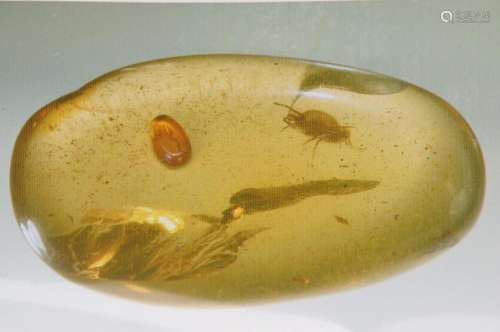 oldest amber