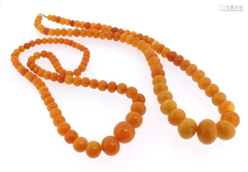 Two single-row amber bead necklaces, the smaller row graduates from 8mm to 16mm, the larger row