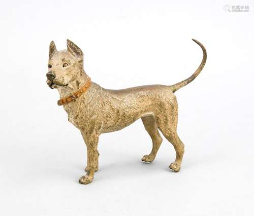 Viennese bronze around 1900, large sculpture a Great Dane, polychrome cold-