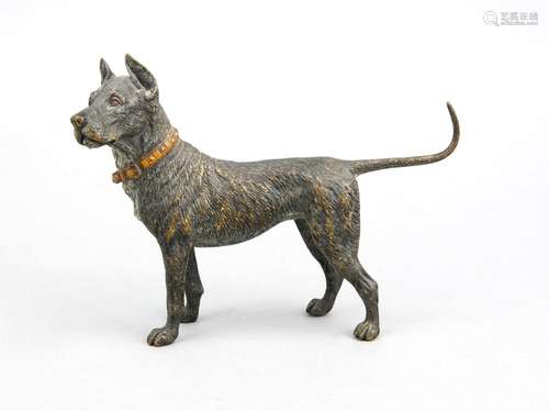 Vienna bronze around 1900, large animal sculpture of a standing Great Dane