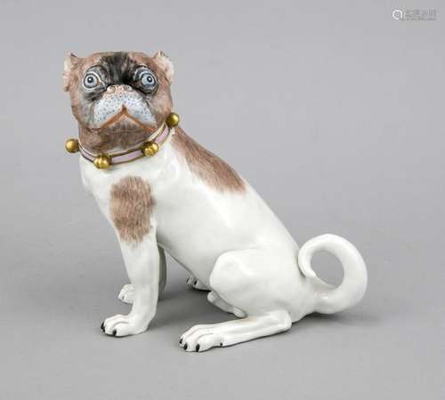 Seated Pug with Band, Potschappel, Dresden, 20th cent., After Meissen model