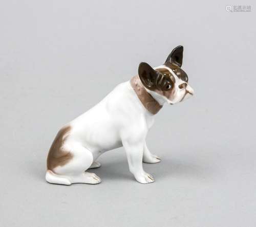 Young French Bulldog, Rosenthal, mark for Selb 1922-33, designed by Fritz D