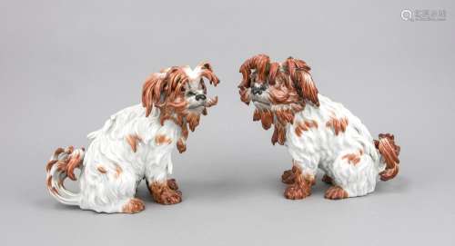 Pair of sitting Bolognese dogs, Meissen, mark after 1934, 1st quality, desi