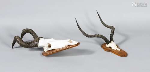 2 Trophäen von Antilopen, Schädel bzw. Schädelplatte mit Gehörn auf geschwe