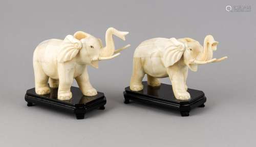 A pair of elephants around 1900, ivory, on black lacquered base plate with