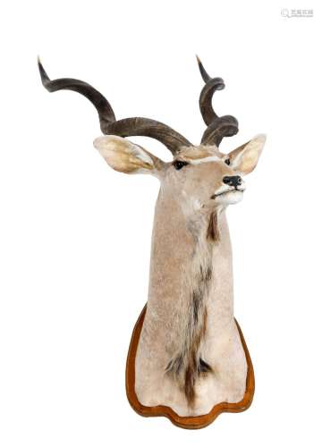 Präparat einer Elenantilope, auf geschweifte Holzplatte montiert, Hörner ab