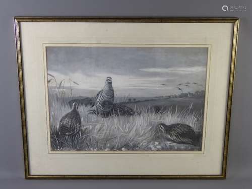 Attributed to Archibald Thorburn (1860-1935) entitled 'Grouse in Scrubland'  grisaille watercolour heightened with body colour