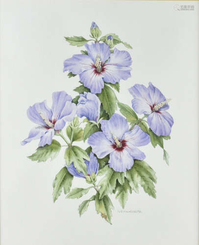 Audrey Hardcastle S.B.A S.F.P watercolour, Hibiscus Siriacus 'Bluebird', framed and glazed, 34 cm