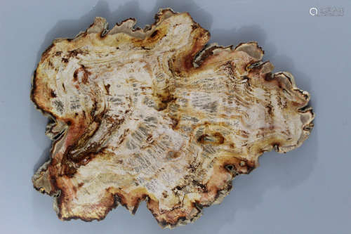 Ancient Indonesian polished petrified wood specimen.