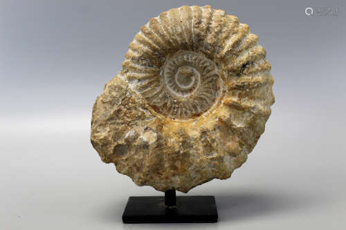 Ancient Jurassic period ammonite fossil on stand.