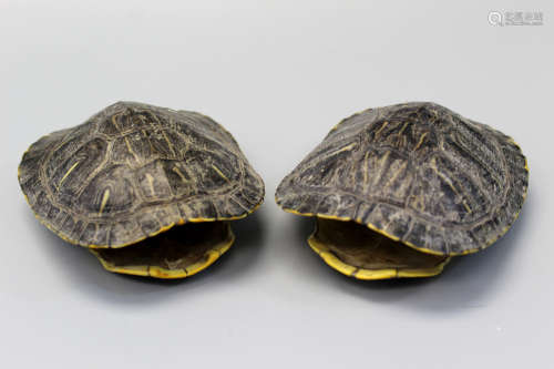 Pair of turtle shells.