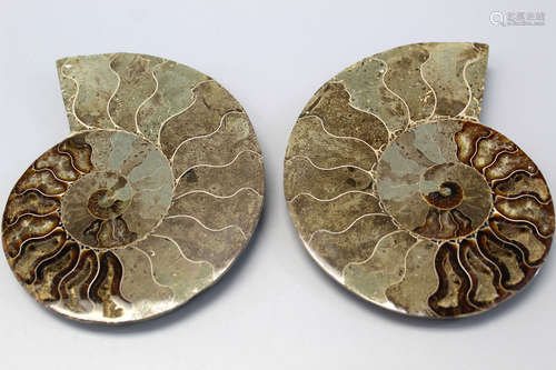 Ancient extinct bisected Cleoniceras Ammonite Fossils.