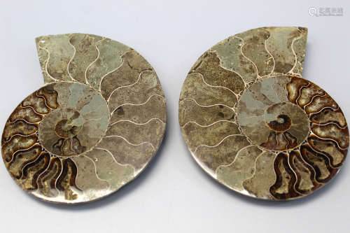 Ancient extinct bisected Cleoniceras Ammonite Fossils.