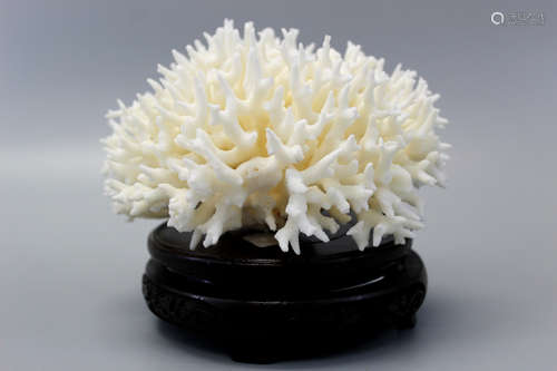 Fine white Bird’s Nest coral specimen raised on hardwood stand.