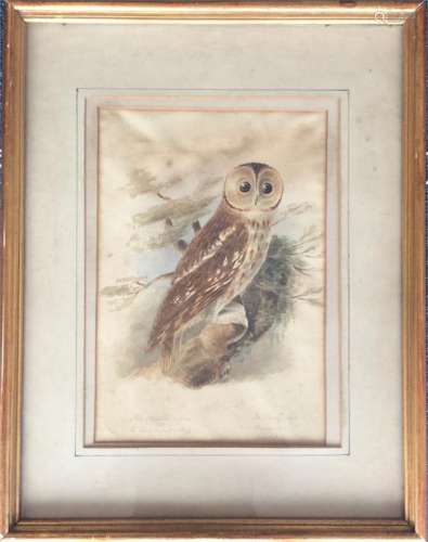 A framed and glazed watercolour of a tawny owl per