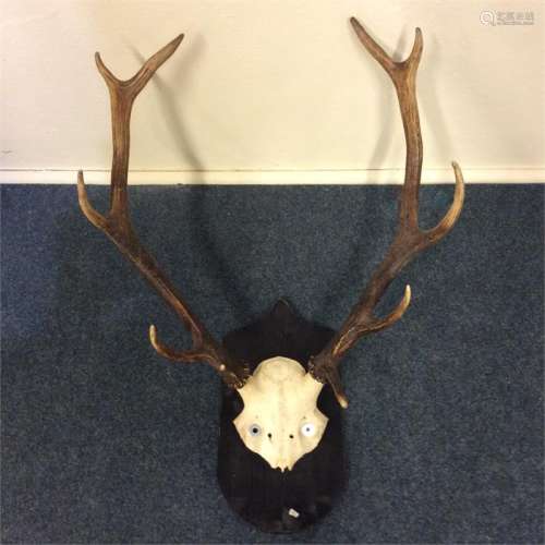 A pair of stag antlers mounted as a wall bracket.