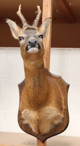 A modern taxidermy specimen of a roe deer's head, the shield shaped wooden wall plaque bearing