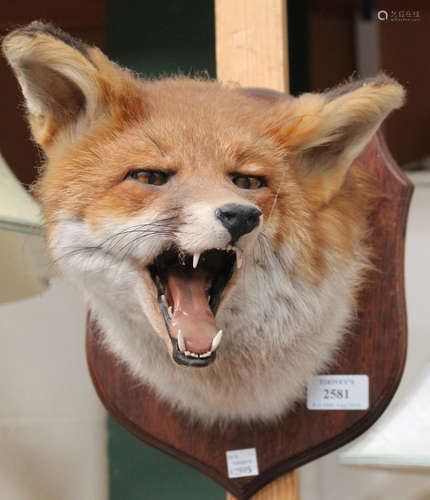 Two late 20th century taxidermy fox head specimens, mounted on wooden wall plaques, both bearing