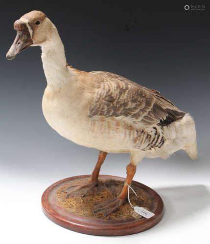 A 20th century taxidermy specimen of a Chinese goose, the stuffed bird mounted on a circular base