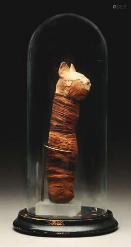 Egyptian Mummified Cat In Display Case.