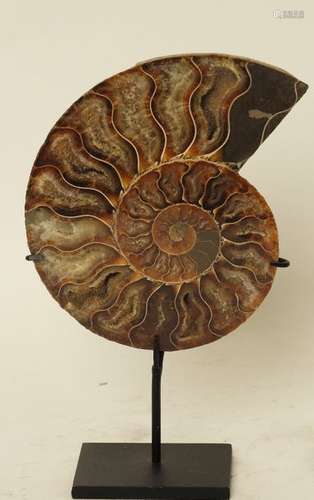 Ammonite sciée		Madagascar Tranche d'ammonite sur...