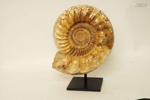 Ammonite		Madagascar Ammonite entière cranosphin...