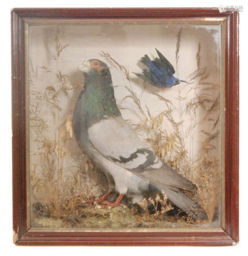 An early 20th Century taxidermy study of a pigeon with bee catcher amidst foliage in a naturalistic setting