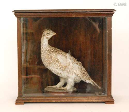 An early 20th Century taxidermy study of a white Ptarmigan standing on a circular plinth in glazed display case