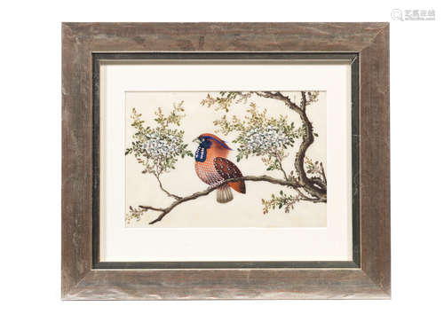 A set of twelve Chinese rice paper paintings of birds