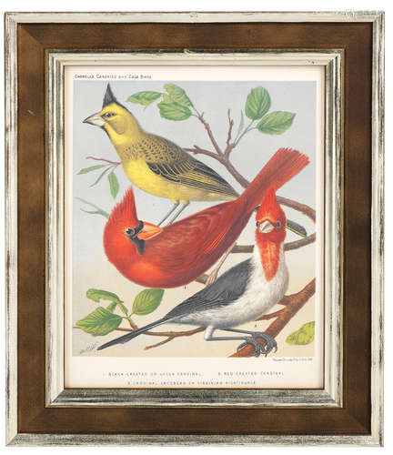 A set of eighteen late 19th century lithographic coloured prints depicting various birds from Cassell's 'Canaries and Cage Birds'