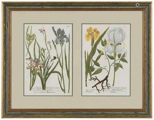 Pair German Botanical Prints