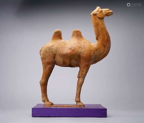 Tang dynasty  red  pottery  camel