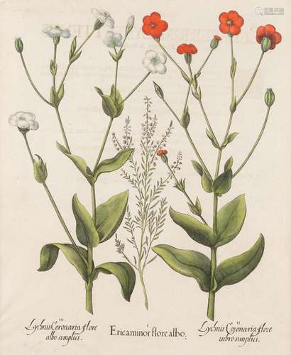 CELEBERRIMI EYSTETTENSIS HORT, ICONES PLANTARUM - ERICA MINOR