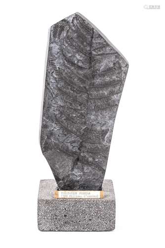 Fougère fossilisée sur un petit socle en pierre. Taille de la plaque : 28.5x13 cm. [...]