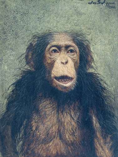 Chimpanzé, 1904