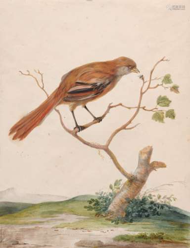 J. von Holst (?), Langschwaenziger Vogel, ein Insekt pickend. 19th cent.