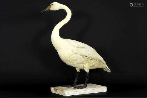 Taxidermie van omstreeks 1930 : opgezette witte zwaan - hoogte : 88 cm