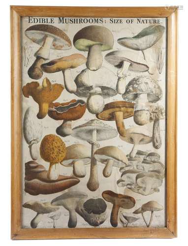 A pair of 1920's coloured lithograph prints of mushrooms, depicting poisonous and edible