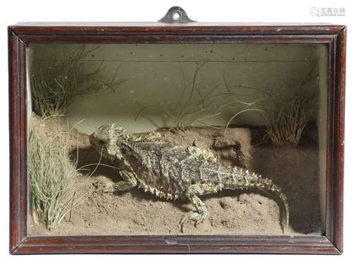 Taxidermy. A preserved Texas horned lizard, in a naturalistic desert setting, in a glazed