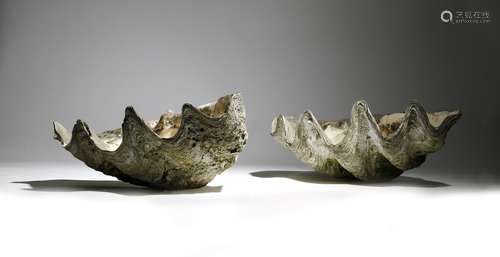 λ A pair of giant clam shells (Tridacna Gigas), each pierced with a hole and with a lichen and