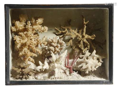 λ A specimen group of coral in a naturalistic setting, in a glazed ebonised case, late 19th /