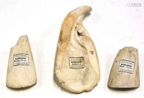 A group of three West Indies shell adze gouge blades, all bearing 'F.S. Clark Barbados Collection'