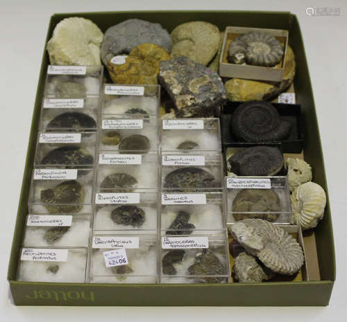 A selection of ammonite fossil specimens, including some British examples, the majority boxed and