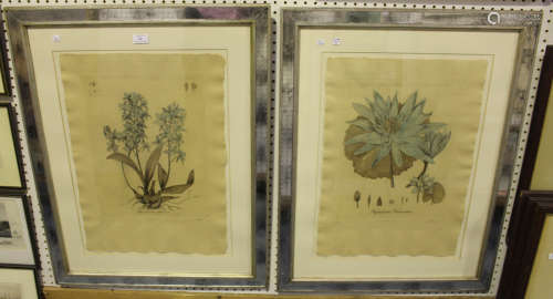 British School - 'Orchid' and 'Water Lily', a pair of 20th century hand-coloured etchings, both