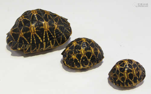 A group of three infant tortoiseshells, lengths 13cm, 8cm and 6.5cm.Buyer’s Premium 29.4% (including