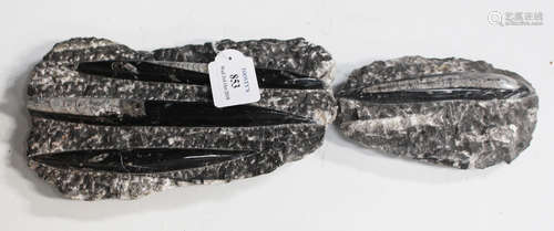 A fossil specimen of three orthoceratites, length 22cm, together with another single specimen,